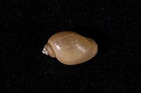 藏品(小椎實螺)的圖片